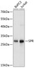 ChIP Antibodies Anti-SPR Antibody CAB11694