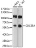Cell Cycle Antibodies 1 Anti-CDC25A Antibody CAB1173