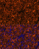 Cell Biology Antibodies 2 Anti-SERPINI2 Antibody CAB11732