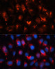 Cell Cycle Antibodies 1 Anti-RALA Antibody CAB11736