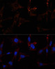 Cell Cycle Antibodies 1 Anti-RALA Antibody CAB11736