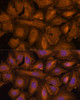 Epigenetics and Nuclear Signaling Antibodies 1 Anti-STUB1 Antibody CAB11751