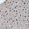 Cell Cycle Antibodies 1 Anti-GADD45A Antibody CAB11768