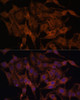 Immunology Antibodies 1 Anti-TLR3 Antibody CAB11778