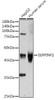 Cell Biology Antibodies 2 Anti-SERPINF1 Antibody CAB11782