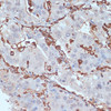 Immunology Antibodies 1 Anti-HLA-DRA Antibody CAB11787