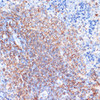 Immunology Antibodies 1 Anti-HLA-DRA Antibody CAB11787