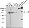 ChIP Antibodies Anti-GGA2 Antibody CAB1186