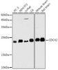 Developmental Biology Anti-CDC42 Antibody CAB1188