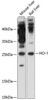 Cell Death Antibodies 1 Anti-HO-1 Antibody CAB11919