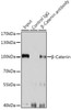 Cell Biology Antibodies 2 Anti-Beta-Catenin Antibody CAB11932