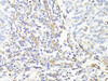 KO Validated Antibodies 1 Anti-Vimentin Antibody CAB11952KO Validated