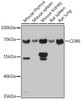 Immunology Antibodies 1 Anti-CD86 Antibody CAB1199