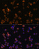 Immunology Antibodies 1 Anti-CD86 Antibody CAB1199