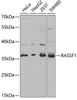 Cell Cycle Antibodies 1 Anti-RASSF1 Antibody CAB1203