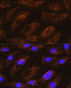 Cell Biology Antibodies 2 Anti-NDUFA8 Antibody CAB12118
