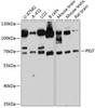 Metabolism Antibodies 1 Anti-PIGT Antibody CAB12119