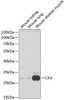 Cell Biology Antibodies 2 Anti-CA3 Antibody CAB1212