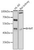 Cell Biology Antibodies 2 Anti-BHMT Antibody CAB1216