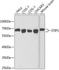 Cell Biology Antibodies 2 Anti-STIP1 Antibody CAB1219