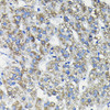 Cell Biology Antibodies 2 Anti-FUCA2 Antibody CAB12211