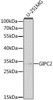 Cell Biology Antibodies 2 Anti-GIPC2 Antibody CAB1225