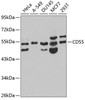 Immunology Antibodies 1 Anti-CD55 Antibody CAB1228