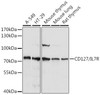 Cell Biology Antibodies 2 Anti-CD127/IL-7R Antibody CAB1230