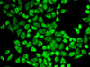 Cell Biology Antibodies 2 Anti-CD127/IL-7R Antibody CAB1230