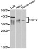 Immunology Antibodies 1 Anti-BST2 Antibody CAB12315