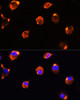 Cardiovascular Antibodies Anti-MFGE8 Antibody CAB12322