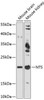 Cell Biology Antibodies 2 Anti-NTS Antibody CAB12326