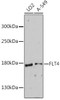 Cardiovascular Antibodies Anti-FLT4 Antibody CAB12332