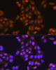 Signal Transduction Antibodies 1 Anti-UBA1 Antibody CAB12359