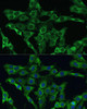 Cell Death Antibodies 1 Anti-PLSCR3 Antibody CAB12371