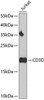Immunology Antibodies 1 Anti-CD3D Antibody CAB1238