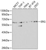 Epigenetics and Nuclear Signaling Antibodies 1 Anti-ERG Antibody CAB1240