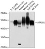 Cell Biology Antibodies 3 Anti-ATP1B1 Antibody CAB12403