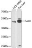 Cell Biology Antibodies 3 Anti-CALU Antibody CAB12408