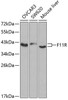 Immunology Antibodies 1 Anti-F11R Antibody CAB1241