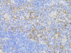Immunology Antibodies 1 Anti-CD3E Antigen Antibody CAB12415