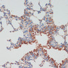 Neuroscience Anti-CHAT Antibody CAB12420