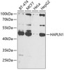 Cell Biology Antibodies 3 Anti-HAPLN1 Antibody CAB12429