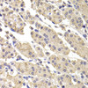 Cell Death Antibodies 1 Anti-DFFA Antibody CAB12431
