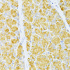 Immunology Antibodies 1 Anti-FLT3 Antibody CAB12437