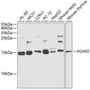 KO Validated Antibodies 1 Anti-Histone H2AZ Antibody CAB12442KO Validated