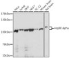 Immunology Antibodies 1 Anti-Hsp90 alpha Antibody CAB12448