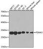 Immunology Antibodies 1 Anti-PSMA3 Antibody CAB1245