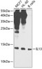 Cell Biology Antibodies 3 Anti-IL-13 Antibody CAB12453