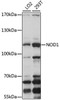 Cell Death Antibodies 1 Anti-NOD1 Antibody CAB1246